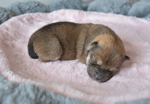 ɭ��������-׷�󿵽�,����һ������