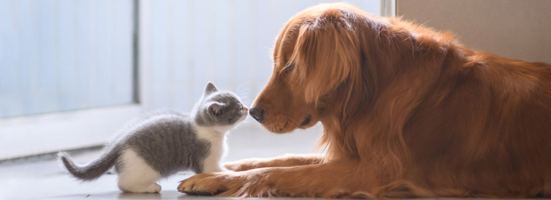 ɭ��������-׷�󿵽�,����һ������