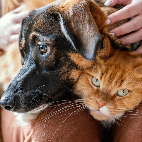 ɭ��������-׷�󿵽�,����һ������