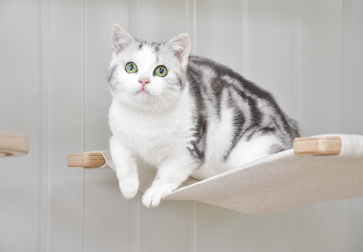 ɭ��������-׷�󿵽�,����һ������