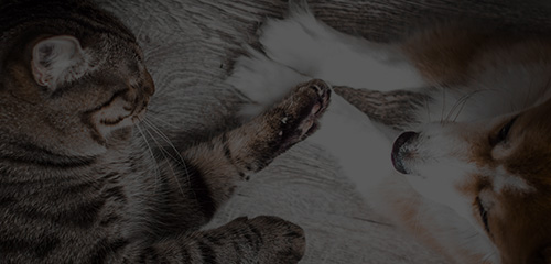 ɭ��������-׷�󿵽�,����һ������