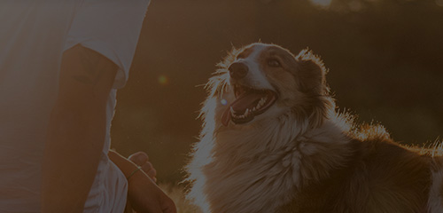 ɭ��������-׷�󿵽�,����һ������