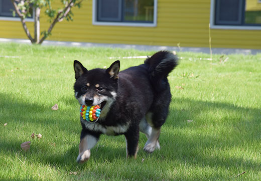 ɭ��������-׷�󿵽�,����һ������